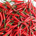 Hotsale Spicy Chaotian Chili